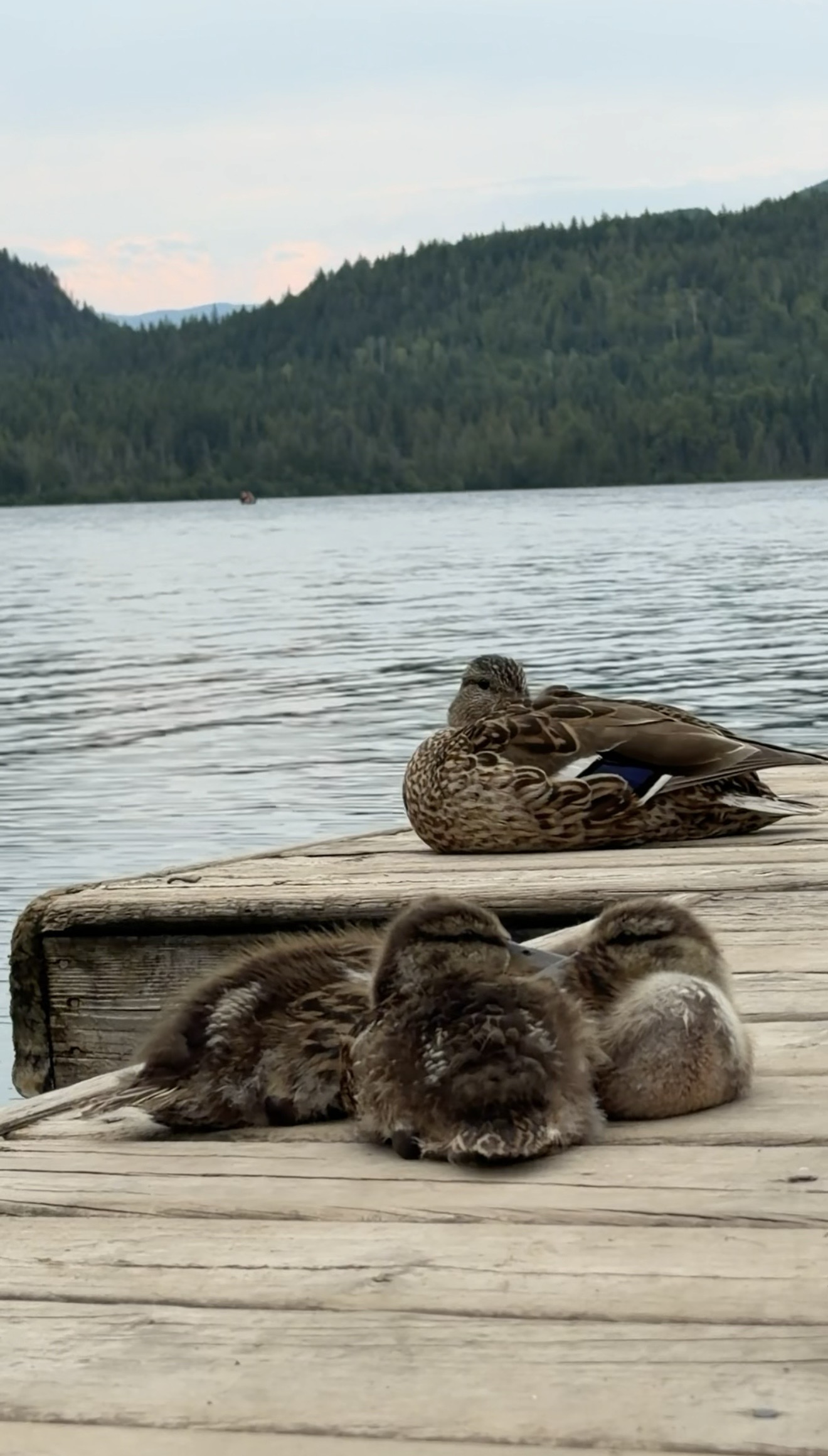 A wooded lakeshore photographed by Hunting and Hooking BC